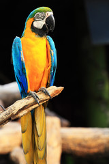 Blue-and-yellow macaw [Ara ararauna]