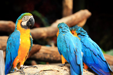 Group parrot macaws