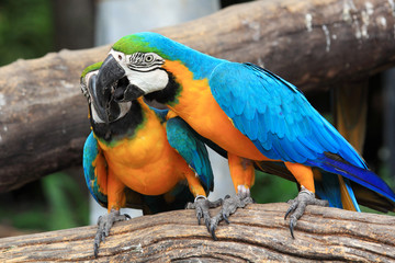 Couple blue-and-yellow macaws (Ara ararauna)