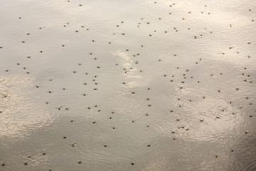 flies walking on the dirty water