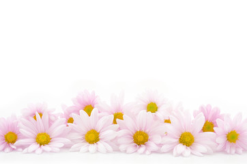 横並びの薄いピンクの菊の花々