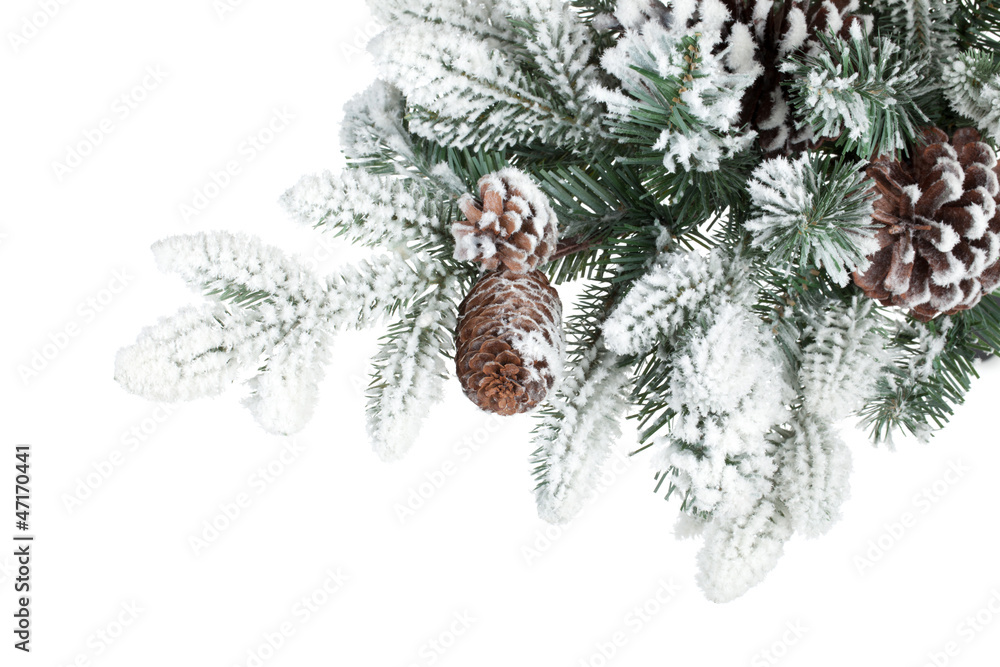 Aufkleber fir tree branch with cones covered with snow