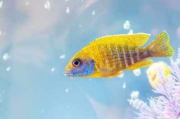 Aquarium fish
