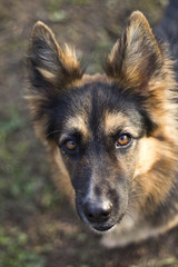 German Shepherd