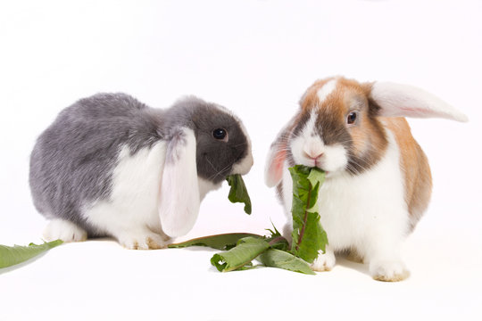 Two young mini-lop rabbits