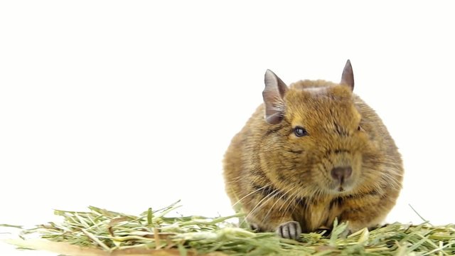 Degu eating timothy