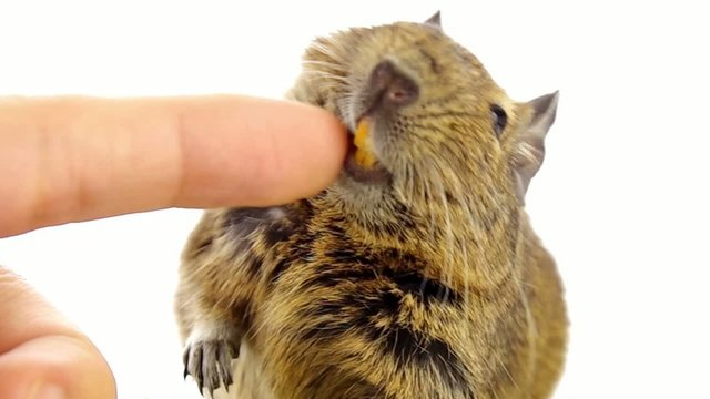 マッサージされるデグー