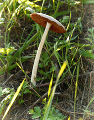 Agaricus nella luce del prato