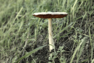 Fungo agaricus