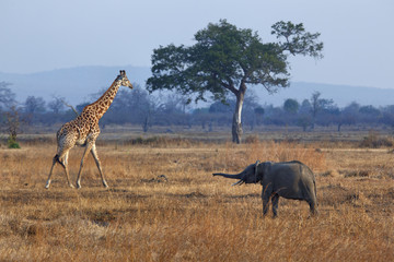 Elephant and giraffe