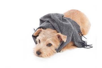 マフラーを巻いた犬