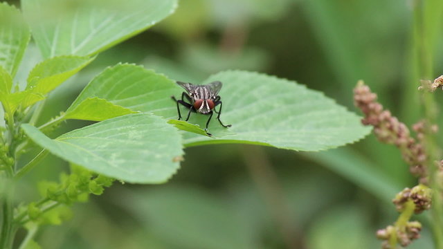 Fly on green leave