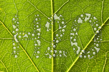 H2O, feuille et gouttes d'eau