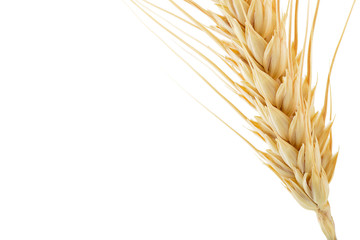 Wheat ear close up with space for your text