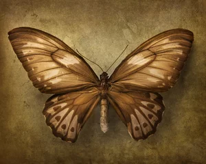 Wall murals Butterflies in Grunge Vintage background with butterfly