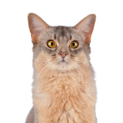 Somali  cat head portrait isolated on white