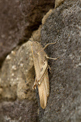 grasshopper