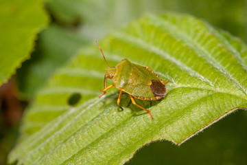 Fototapeta premium Wood bug on green sheet of a tree