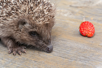Small hedgehog with a strawberry © v3
