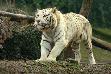Fototapeta na wymiar Tigre bianca siberiana