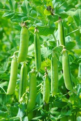 The  stems of peas