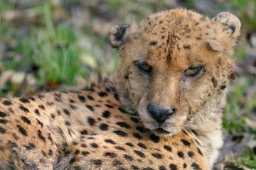 Ghepardo © massimhokuto