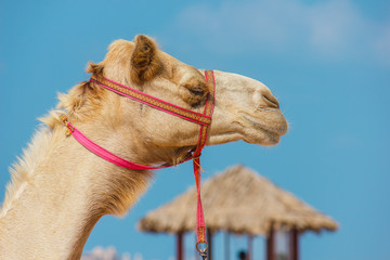 The muzzle of the African camel