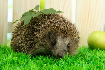 Hedgehog with leaf and apple, on grass,  on fence background