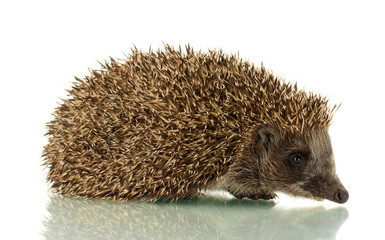 Hedgehog, isolated on white