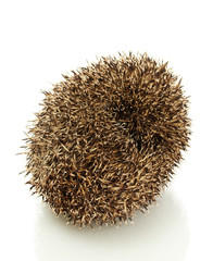 Hedgehog, isolated on white
