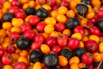 autumn berries close-up