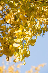autumnal ginkgo tree