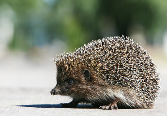 hedgehog © Dmytro Verovkin