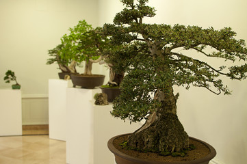Exposición de bonsais