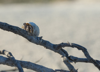 Hermit crab on a branch