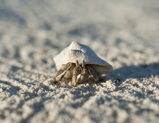 Hermit crab on a sandy beach