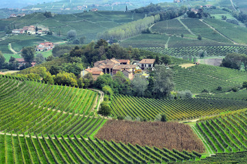 Fototapeta na wymiar panorama winnic