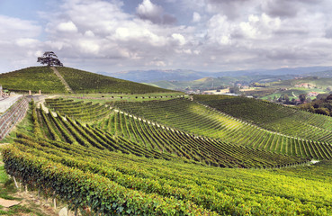 Fototapeta na wymiar panorama winnic