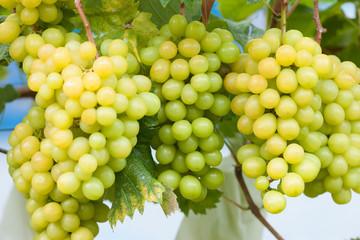 ブドウ畑のシャインマスカット