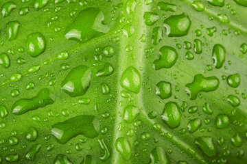 Green leaf with water drops close up