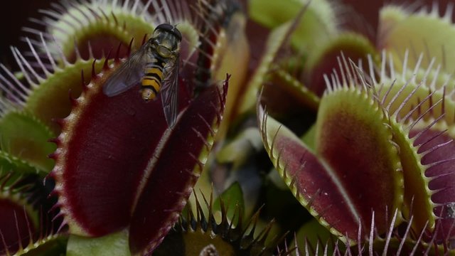Venusfliegenfalle Dionaea muscipula