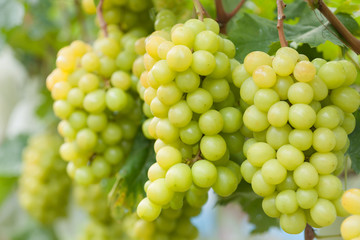 ブドウ畑のシャインマスカット