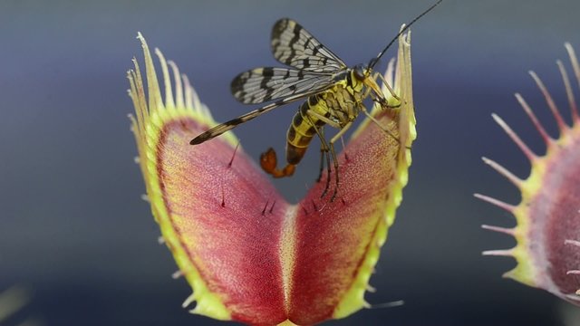 Venusfliegenfalle Dionaea muscipula