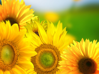 Obraz premium Sunflowers background