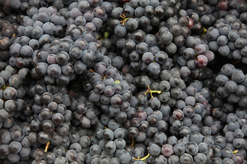 Arrangement of fresh black grapes