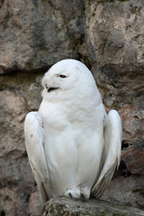 Snowy Owl