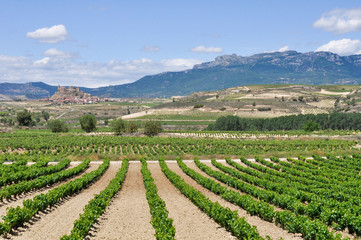 Fototapeta na wymiar Vineyards and San Vicente de la Sonsierra, La Rioja (Spain)