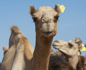 Dromedary camels at an African market