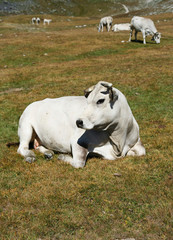 Obraz premium Splendida mucca piemontese bianca, pascolo brado