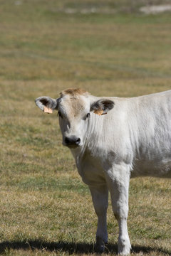 Vitello di mucca piemontese bianca, pascolo brado
